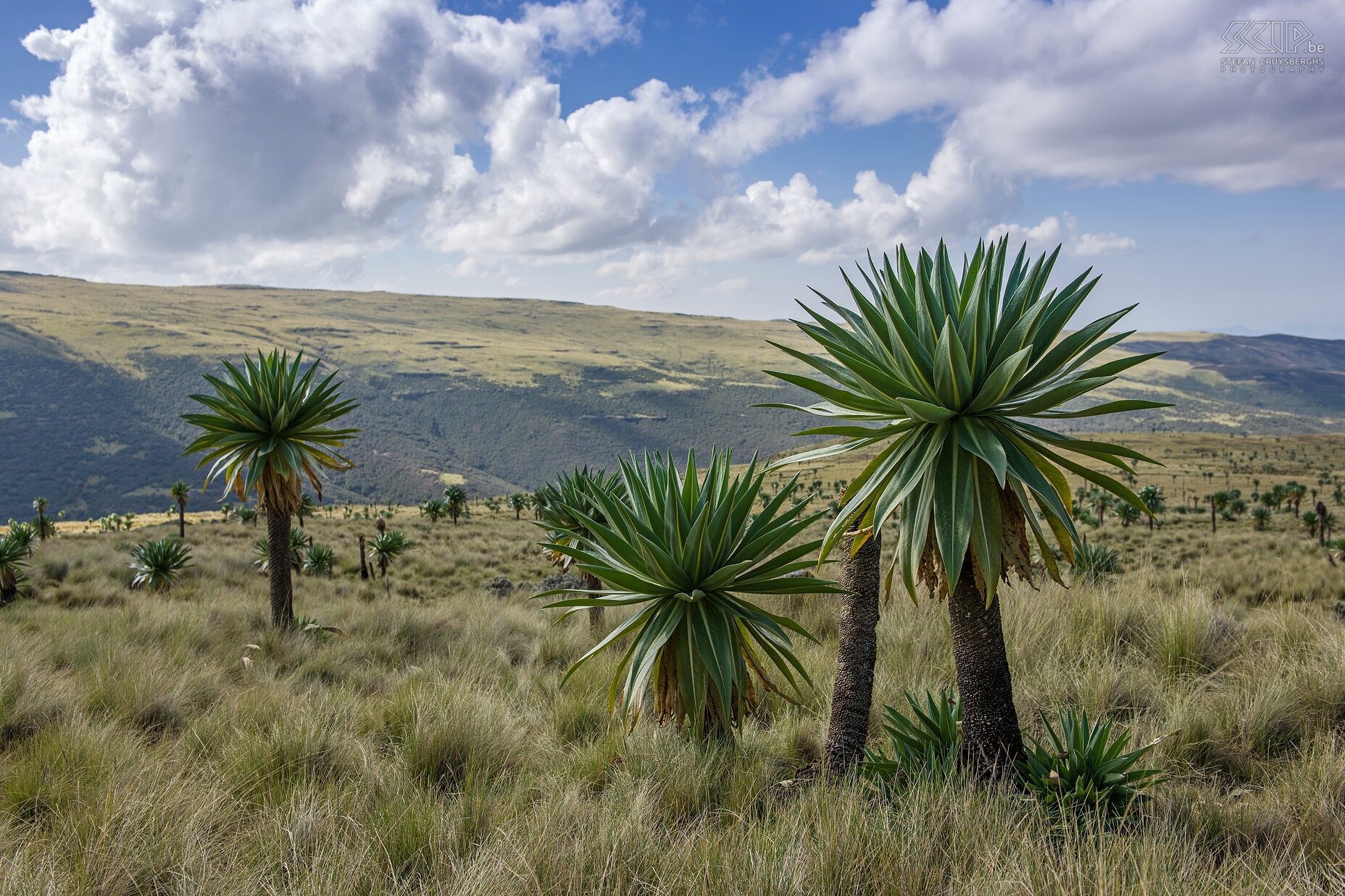 Simien Mountains - Reuze lobelia's Op de hoogvlaktes in het Simiengebergte groeien zeer veel reuze lobelia’s. Stefan Cruysberghs